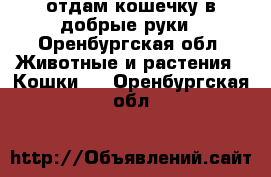 отдам кошечку в добрые руки - Оренбургская обл. Животные и растения » Кошки   . Оренбургская обл.